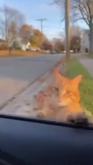 Angry Cat Attacks Car Window After Dropping Its Prey (Focuses on the reaction and action)