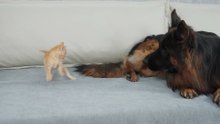 German Shepherd Attacked by Cute Tiny Kitten