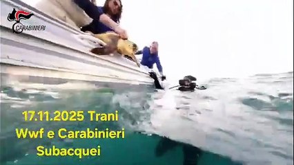 Carabinieri liberano tre tartarughe Caretta Caretta a Trani
