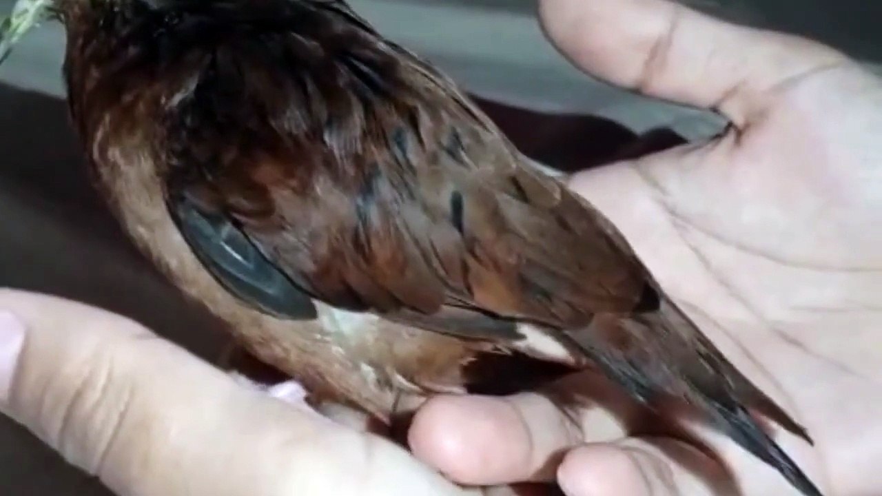 My dove lays an egg in the palm of my hand | An incredible and unique moment 🐦🥚