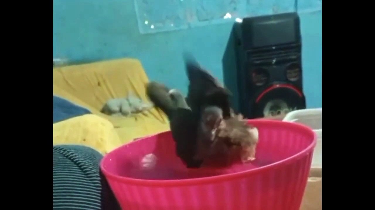 My pigeon Coquito takes a bath in a pink cup | An adorable and funny video of my pet 🐦🛁