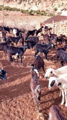 #reel tamazirte ifolkin Maroc