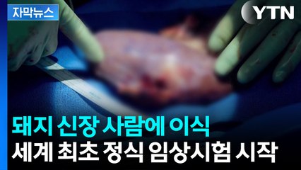 [자막뉴스] 돼지 신장 사람에 이식...세계 최초 정식 임상시험 시작 / YTN