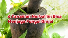 6 Tanaman Herbal Ini Bisa Menjaga Fungsi Ginjal