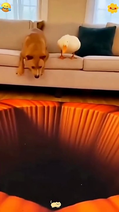 Dog, Cat funny movement