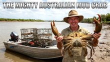 The Mighty Australian Mud Crab
