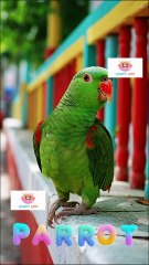 Learn Animal Names for Kids | Animals for Toddlers | LOOPY LIPS