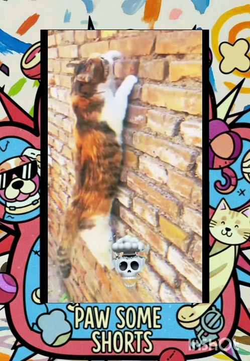 Just a normal day for Cats😺