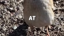 This Tiny Bird Has a Better Memory Than You! 😳 #shorts