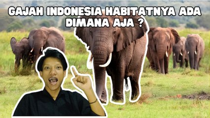 Gajah Indonesia Terancam Punah, Habitat di Sumatera-Kalimantan Menyusut-Serius Ini Hewan?