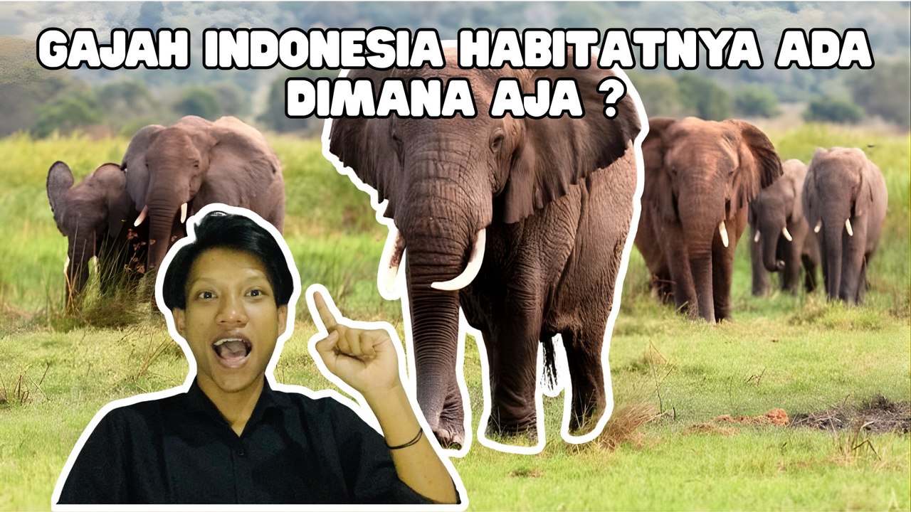 Gajah Indonesia Terancam Punah, Habitat di Sumatera-Kalimantan Menyusut-Serius Ini Hewan?