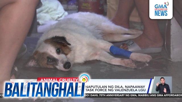 Asong nag-viral dahil naputulan ng dila, napaaway sa kapwa-aso, ayon sa task force ng Valenzuela LGU | Balitanghali