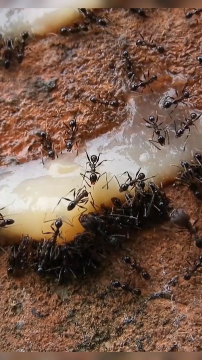 Ant Poison