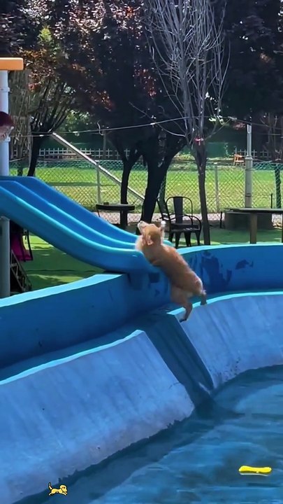 Have a golden retriever they said. #dog #goldenretriever #foryou #funnydog #dogsoftiktok #fyp