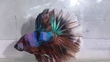 Beautiful Fancy Betta Fish