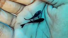 Black Guppy Fish Babies