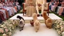 Cats in wedding