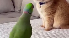 Cat and parrot 🦜