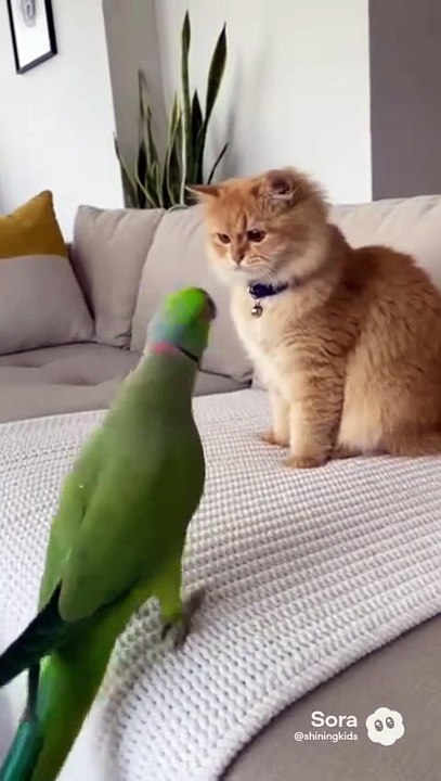 Cat and parrot 🦜