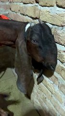 Baby Goat Drinking Milk From Mother