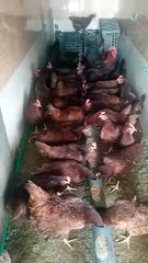 Lohmann Brown Farming In Small Scale