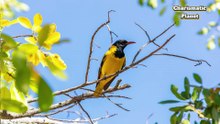 Black Headed Oriole Sound Song