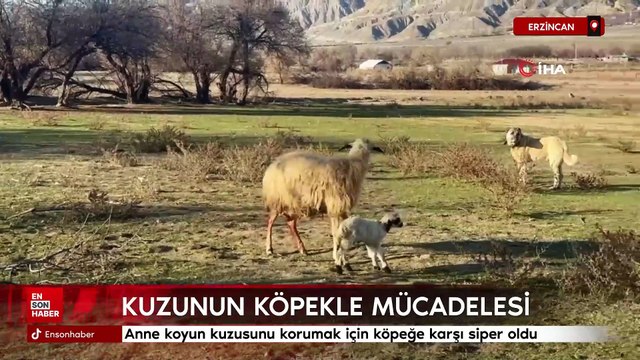 Erzincan'da anne koyun kuzusunu korumak için köpeğe karşı siper oldu