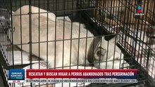 Miles de perritos fueron abandonados tras la peregrinación de la Virgen de Guadalupe
