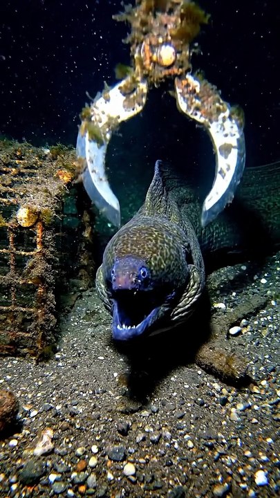 Eel's Scary Big Bite!