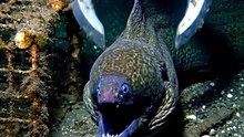 Eel's Scary Big Bite!