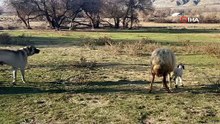 Yavrusuna siper oldu! Anne koyunun yavrusunu köpekten böyle korudu