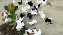 Fancy Pigeon Colony