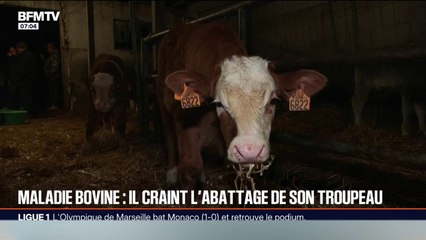 "Les bêtes qu'on a, on y tient": cet éleveur pourrait perdre tout son cheptel si un cas de dermatose nodulaire est avéré