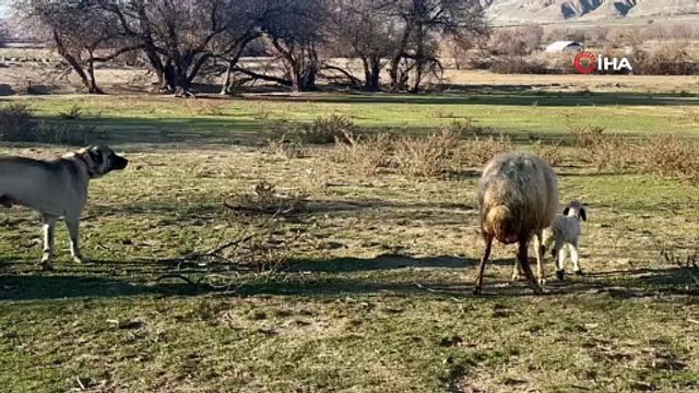 Anne koyun kuzusunu korumak için köpeğe karşı siper oldu