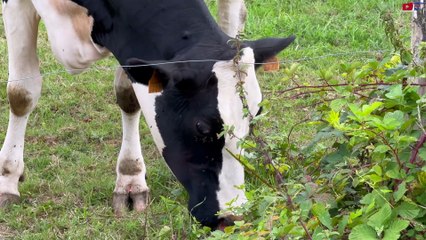 Bretagne  | Nederlandse Koeien uit Bréhan | Nederland Bretagne TV