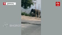 கோயில் தொட்டியில் குட்டியுடன் தண்ணீர் குடித்த யானைகள்  - வைரலாகும் வீடியோ