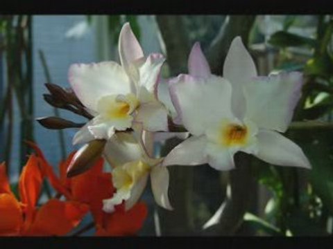 Ritual fire dance-Mantovani [DECCA] 78rpm