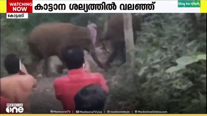 കാട്ടാന ശല്യത്തിൽ പൊറുതിമുട്ടി കോതമംഗലം കോട്ടപ്പടി നിവാസികൾ