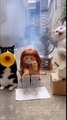 ​Viral Pet Comedy! The Funniest Cat Street Performance You'll Ever See 😂