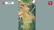 धमतरी में निकला अंडे नहीं सीधे बच्चे देने वाला जहरीला सांप