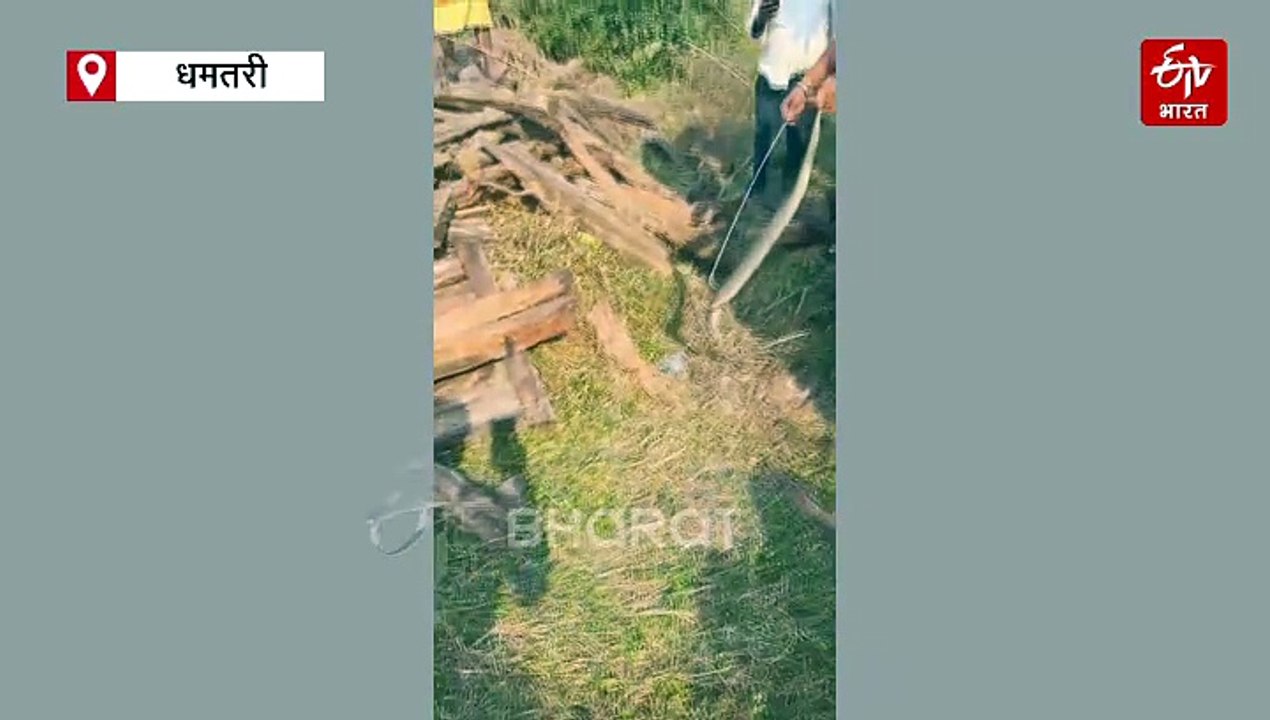 धमतरी में निकला अंडे नहीं सीधे बच्चे देने वाला जहरीला सांप