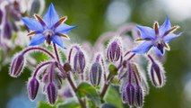 8 Reasons Why You Should Grow Borage By Your Front Door