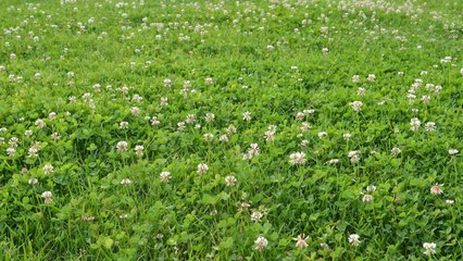 10 Reasons Why You Should Be Using Clover As A Groundcover