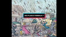 Une pluie d'animaux ?