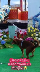 มะลิ มาส่งพ่อวันสุดท้าย ในพิธีพระราชทานเพลิงศพ จ.ส.อ.อนันดา อุดร