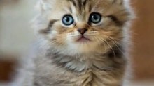 cute little kitten #funny #comedy