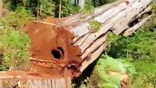 1000 years old Trees Cutting