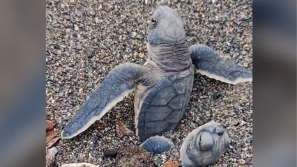 Samandağ Kumsalı’nda yavru yeşil deniz kaplumbağalarının denize yolculuğu