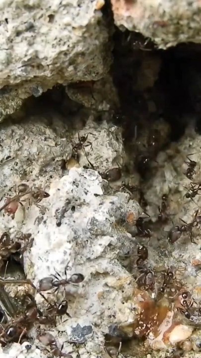 How to Find Ant Hill?