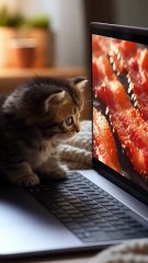 Cat Sees Virtual BBQ On Screen And Goes Crazy! 🐱🔥 | Hilarious Cat Reaction